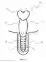Fig. 02 - SYSTEM AND METHOD FOR TREATING ERECTILE DYSFUNCTION