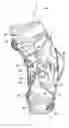 Fig. 01 - Knee brace