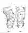 Fig. 02 - Knee brace
