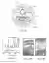 Fig. 32 - Tuned RF energy and electrical tissue characterization for selective treatment of target tissues