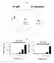Fig. 08 - Extracellular vesicles derived from gram-positive bacteria, and use thereof