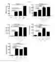 Fig. 09 - Extracellular vesicles derived from gram-positive bacteria, and use thereof