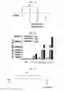 Fig. 23 - Extracellular vesicles derived from gram-positive bacteria, and use thereof