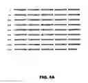 Fig. 11 - Desaturases and methods of using them for synthesis of polyunsaturated fatty acids