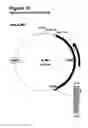 Fig. 22 - Methods for modulating cell proliferation in the seed coat and/or integument