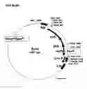 Fig. 23 - Methods for modulating cell proliferation in the seed coat and/or integument