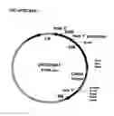 Fig. 24 - Methods for modulating cell proliferation in the seed coat and/or integument