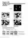 Fig. 37 - Methods for modulating cell proliferation in the seed coat and/or integument