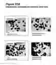 Fig. 48 - Methods for modulating cell proliferation in the seed coat and/or integument