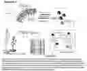 Fig. 03 - Sequence-determined DNA fragments and corresponding polypeptides encoded thereby