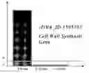 Fig. 07 - Sequence-determined DNA fragments and corresponding polypeptides encoded thereby
