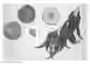 Fig. 01 - Peach tree, 'Burpeachtwentyseven'