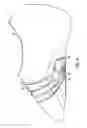 Fig. 09 - Dance shoe