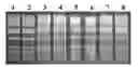 Fig. 01 - Dry compositions and methods for gel electrophoresis