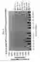 Fig. 07 - Control of development of biofilms in industrial process water
