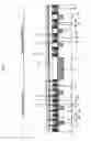 Fig. 05 - Semiconductor device suppressing peeling of lower electrode of capacitor