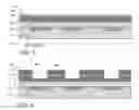 Fig. 03 - Ionizing radiation blocking in IC chip to reduce soft errors