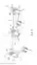 Fig. 10 - Steering apparatus for a vehicle having two front wheels