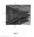 Fig. 03 - DRY GEL-CONDUCTIVE SCAFFOLD SENSOR