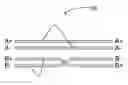 Fig. 01 - Differential signal crosstalk reduction