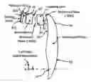 Application 20120162549, fig. 01