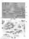 Fig. 26 - Methods and systems for analyzing images of specimens processed by a programmable quantitative assay