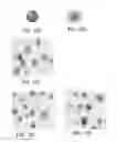 Fig. 28 - Methods and systems for analyzing images of specimens processed by a programmable quantitative assay
