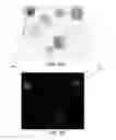 Fig. 32 - Methods and systems for analyzing images of specimens processed by a programmable quantitative assay