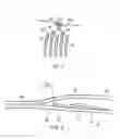 Fig. 03 - Diffusion bonded and superplastically formed turbomachine blade