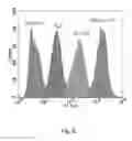 Fig. 08 - Antigen-binding proteins comprising recombinant protein scaffolds