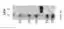 Fig. 18 - Immuno-conjugates and methods for producing them