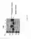 Fig. 26 - Immuno-conjugates and methods for producing them