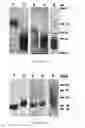 Fig. 46 - Immuno-conjugates and methods for producing them