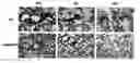 Fig. 01 - Compositions and methods comprising phosphatidylethanolamine-binding peptide derivatives