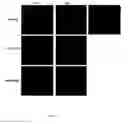 Fig. 30 - Compositions and methods comprising phosphatidylethanolamine-binding peptide derivatives