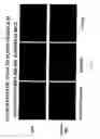Fig. 40 - Compositions and methods comprising phosphatidylethanolamine-binding peptide derivatives