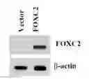 Fig. 12 - Methods of diagnosing, preventing and treating cancer metastasis