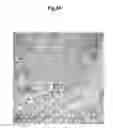 Fig. 27 - Methods of diagnosing, preventing and treating cancer metastasis
