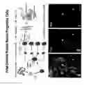Fig. 03 - PREDICTIVE ASSAYS FOR CELL TRANSPLANTATION EFFICACY AND METHODS OF USING HUMAN NEUROPOTENTIATING CELLS