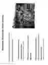 Fig. 05 - PREDICTIVE ASSAYS FOR CELL TRANSPLANTATION EFFICACY AND METHODS OF USING HUMAN NEUROPOTENTIATING CELLS