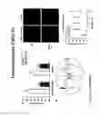 Fig. 11 - PREDICTIVE ASSAYS FOR CELL TRANSPLANTATION EFFICACY AND METHODS OF USING HUMAN NEUROPOTENTIATING CELLS