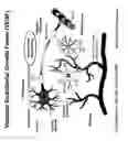 Fig. 12 - PREDICTIVE ASSAYS FOR CELL TRANSPLANTATION EFFICACY AND METHODS OF USING HUMAN NEUROPOTENTIATING CELLS