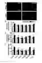 Fig. 14 - PREDICTIVE ASSAYS FOR CELL TRANSPLANTATION EFFICACY AND METHODS OF USING HUMAN NEUROPOTENTIATING CELLS