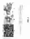 Fig. 03 - IMAGING OF BIOLOGICAL TISSUE UTILIZING NANOPARTICLES