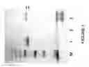 Fig. 04 - TEMPERATURE SENSITIVE HYDROGEL AND BLOCK COPOLYMERS