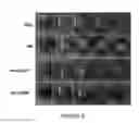 Fig. 06 - TEMPERATURE SENSITIVE HYDROGEL AND BLOCK COPOLYMERS