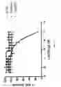 Fig. 34 - Composition and Methods of Treating Viral Infections and Viral Induced Tumors
