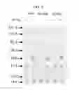 Fig. 06 - Cyclic di-AMP induction of type I interferon