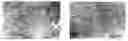 Fig. 01 - METHODS OF GENERATING HUMAN CARDIAC CELLS AND TISSUES AND USES THEREOF
