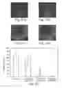Fig. 22 - METHODS OF GENERATING HUMAN CARDIAC CELLS AND TISSUES AND USES THEREOF